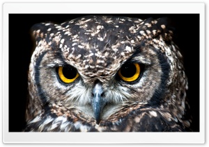 Owl Ultra HD Wallpaper for 4K UHD Widescreen desktop, tablet & smartphone