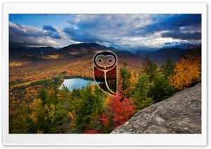 Owl in woods Ultra HD Wallpaper for 4K UHD Widescreen desktop, tablet & smartphone