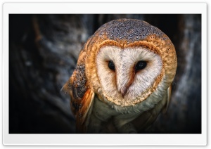 Owl Portrait Ultra HD Wallpaper for 4K UHD Widescreen desktop, tablet & smartphone