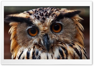Owl Predator Close Up Ultra HD Wallpaper for 4K UHD Widescreen desktop, tablet & smartphone