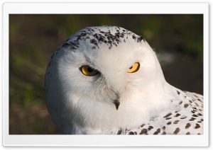 Owls Ultra HD Wallpaper for 4K UHD Widescreen desktop, tablet & smartphone