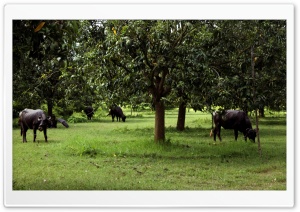 Oxen grazing Ultra HD Wallpaper for 4K UHD Widescreen desktop, tablet & smartphone