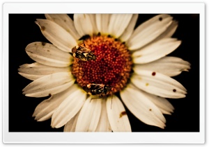 Oxeye Daisy Ultra HD Wallpaper for 4K UHD Widescreen desktop, tablet & smartphone