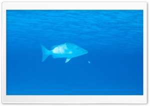 Pacific Ocean Animals Ultra HD Wallpaper for 4K UHD Widescreen desktop, tablet & smartphone