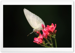 Pale Grass Butterfly Ultra HD Wallpaper for 4K UHD Widescreen desktop, tablet & smartphone