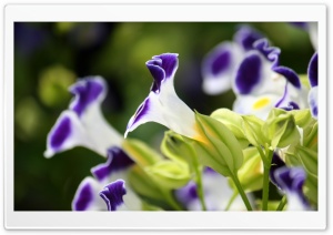 Pale Violet Ultra HD Wallpaper for 4K UHD Widescreen desktop, tablet & smartphone