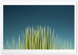 Palm Leaf Ultra HD Wallpaper for 4K UHD Widescreen desktop, tablet & smartphone