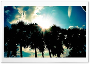 Palm trees Ultra HD Wallpaper for 4K UHD Widescreen desktop, tablet & smartphone