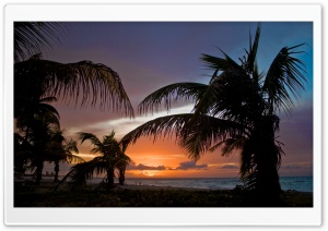 Palm Trees On The Beach Sunset Ultra HD Wallpaper for 4K UHD Widescreen desktop, tablet & smartphone