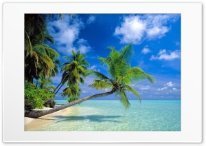 Palma in December Ultra HD Wallpaper for 4K UHD Widescreen desktop, tablet & smartphone