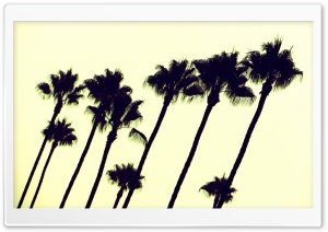 Palms of Los Angeles Ultra HD Wallpaper for 4K UHD Widescreen desktop, tablet & smartphone