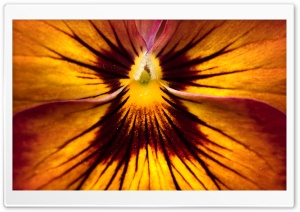Pansy Flower Ultra HD Wallpaper for 4K UHD Widescreen desktop, tablet & smartphone