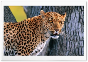 Panther Ultra HD Wallpaper for 4K UHD Widescreen desktop, tablet & smartphone