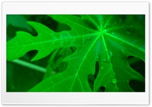 papaya leaves. Ultra HD Wallpaper for 4K UHD Widescreen desktop, tablet & smartphone