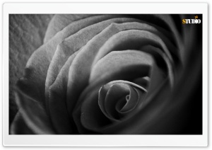 Paper Flower Ultra HD Wallpaper for 4K UHD Widescreen desktop, tablet & smartphone