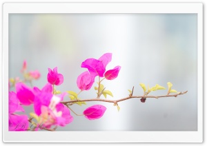 Paper Flower Ultra HD Wallpaper for 4K UHD Widescreen desktop, tablet & smartphone