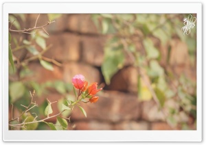 Paper Flowers Ultra HD Wallpaper for 4K UHD Widescreen desktop, tablet & smartphone