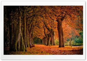Park, Autumn Ultra HD Wallpaper for 4K UHD Widescreen desktop, tablet & smartphone