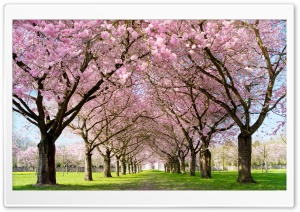 Park Pathway Spring Ultra HD Wallpaper for 4K UHD Widescreen desktop, tablet & smartphone