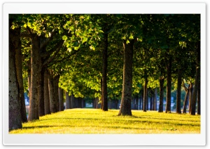 Park, Trees, Nature Photography Ultra HD Wallpaper for 4K UHD Widescreen desktop, tablet & smartphone