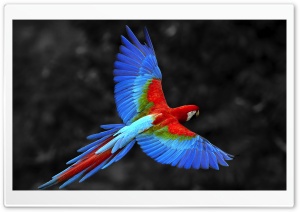 Parrot Ultra HD Wallpaper for 4K UHD Widescreen desktop, tablet & smartphone