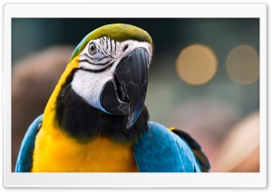 Parrot Ara Ararauna 2 Ultra HD Wallpaper for 4K UHD Widescreen desktop, tablet & smartphone