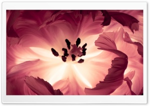 Parrot Tulip Macro Ultra HD Wallpaper for 4K UHD Widescreen desktop, tablet & smartphone