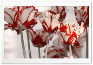 Parrot Tulips Ultra HD Wallpaper for 4K UHD Widescreen desktop, tablet & smartphone