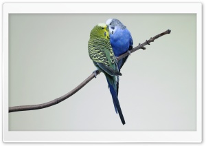 Parrots Kiss Ultra HD Wallpaper for 4K UHD Widescreen desktop, tablet & smartphone