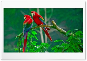parrots paradise Ultra HD Wallpaper for 4K UHD Widescreen desktop, tablet & smartphone