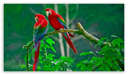 parrots paradise UltraHD Wallpaper for 8K UHD TV 16:9 Ultra High Definition 2160p 1440p 1080p 900p 720p ;