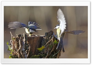 Parus Birds, Tree Stump Ultra HD Wallpaper for 4K UHD Widescreen desktop, tablet & smartphone
