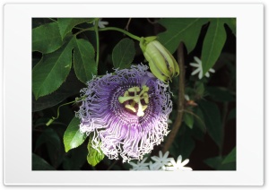 Passion Flower Ultra HD Wallpaper for 4K UHD Widescreen desktop, tablet & smartphone