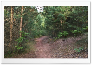 Path in the woods Ultra HD Wallpaper for 4K UHD Widescreen desktop, tablet & smartphone