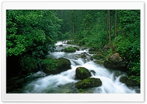 Peaceful Forest Ultra HD Wallpaper for 4K UHD Widescreen desktop, tablet & smartphone