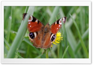 peacock butterfly, Tagpfauenauge Ultra HD Wallpaper for 4K UHD Widescreen desktop, tablet & smartphone