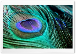 Peacock Feather Ultra HD Wallpaper for 4K UHD Widescreen desktop, tablet & smartphone