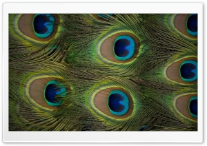 Peacock Feathers Ultra HD Wallpaper for 4K UHD Widescreen desktop, tablet & smartphone