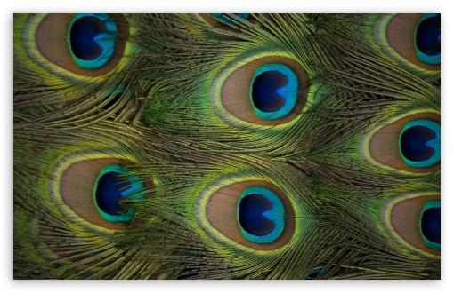 Peacock Feathers Ultra HD Desktop Background Wallpaper for 4K UHD TV :  Tablet : Smartphone