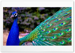 Peacock Feathers - Pavlin Perya Ultra HD Wallpaper for 4K UHD Widescreen desktop, tablet & smartphone