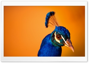 Peacock Head Ultra HD Wallpaper for 4K UHD Widescreen desktop, tablet & smartphone