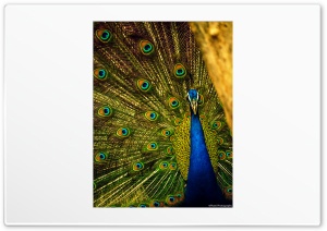 Peacock-PhaniPhotography Ultra HD Wallpaper for 4K UHD Widescreen desktop, tablet & smartphone