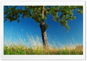Pear Tree Ultra HD Wallpaper for 4K UHD Widescreen desktop, tablet & smartphone