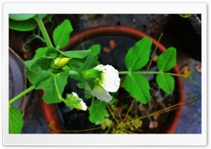Pearls on a white flower Ultra HD Wallpaper for 4K UHD Widescreen desktop, tablet & smartphone
