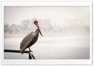 Pelican Ultra HD Wallpaper for 4K UHD Widescreen desktop, tablet & smartphone