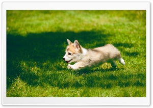Pembroke Welsh Corgi Puppy Running Ultra HD Wallpaper for 4K UHD Widescreen desktop, tablet & smartphone