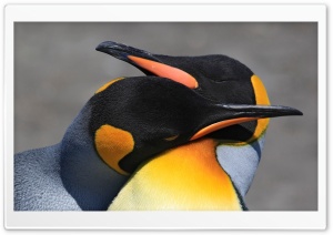 Penguins Birds Ultra HD Wallpaper for 4K UHD Widescreen desktop, tablet & smartphone