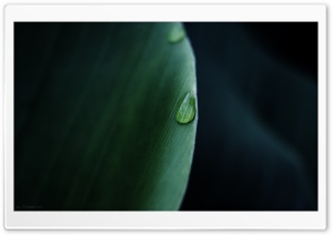 Perfect Macro Ultra HD Wallpaper for 4K UHD Widescreen desktop, tablet & smartphone