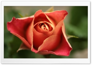 Perfect Petals Ultra HD Wallpaper for 4K UHD Widescreen desktop, tablet & smartphone