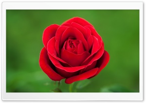 Perfect Red Rose Flower, Green Background Ultra HD Wallpaper for 4K UHD Widescreen desktop, tablet & smartphone